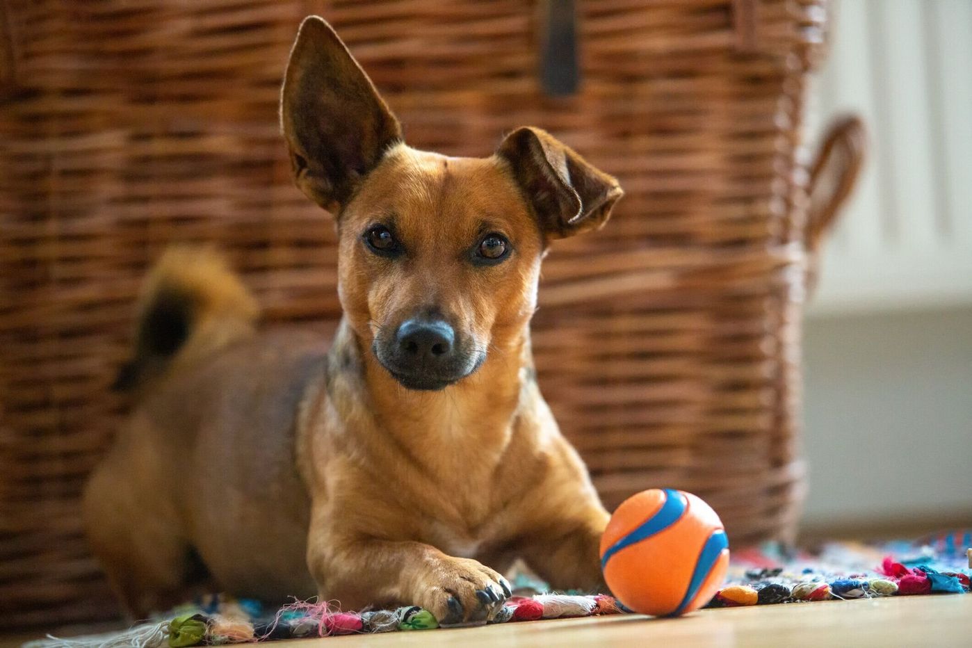 獣医師監修 犬のフケの原因 大量のフケの原因や考えられる病気も いぬのきもちweb Magazine